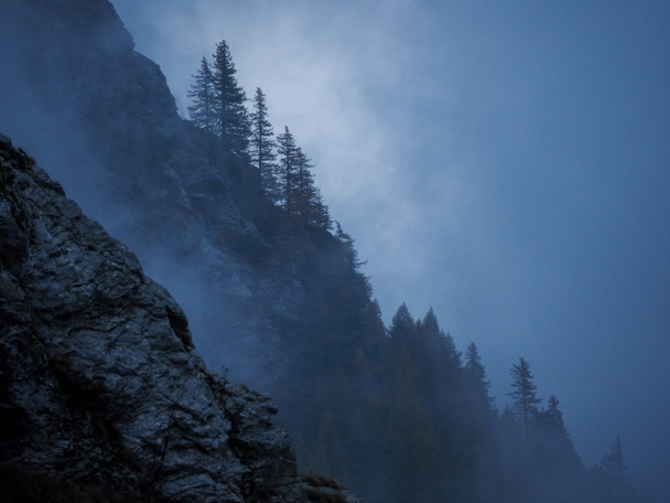 山の斜面上の霧の森 - 写真・画像