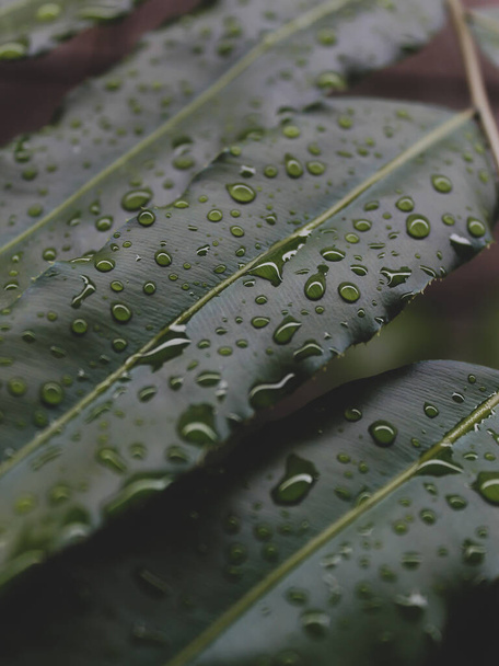 close up van een blad van een plant - Foto, afbeelding