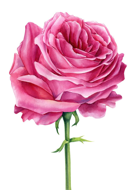 Rama rosa aislada sobre fondo blanco. Acuarela flora para tarjetas de felicitación, invitaciones de boda. ilustración de alta calidad - Foto, imagen
