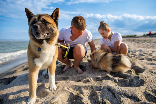 Teenage boy-brother and his sister with blond hair in light clothes walk and relax with their fluffy cheerful dogs: small Pomeranian and large Akita Inu, on wild beach along Black Sea in sunny weather - Fotoğraf, Görsel
