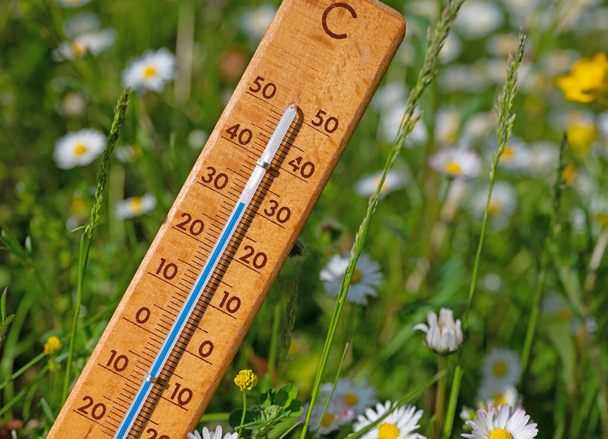 Thermometer op een bloemenweide in de zomerhitte - Foto, afbeelding