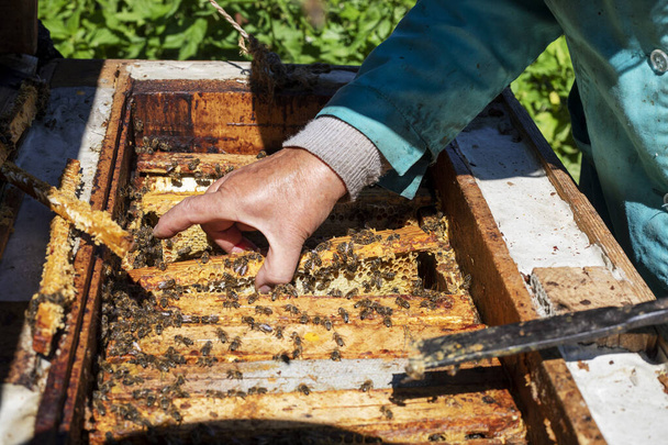 Ο μελισσοκόμος βγάζει την κηρήθρα με τα χέρια του από την κυψέλη για να αντλήσει το μέλι. Απιοθεραπεία - Φωτογραφία, εικόνα