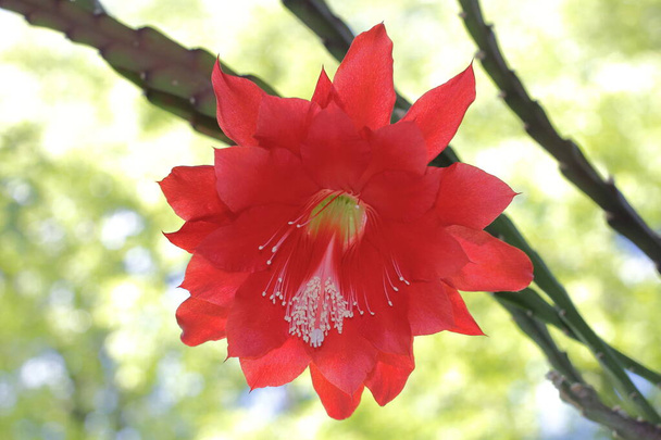 Ανθισμένος επιφυτικός κάκτος με κόκκινο λουλούδι - Φωτογραφία, εικόνα