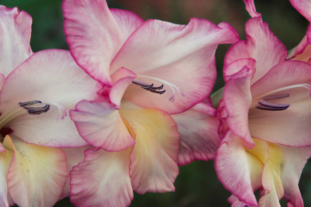 Zbliżenie świeżego kwiatu gladiolus w ogrodzie - Zdjęcie, obraz