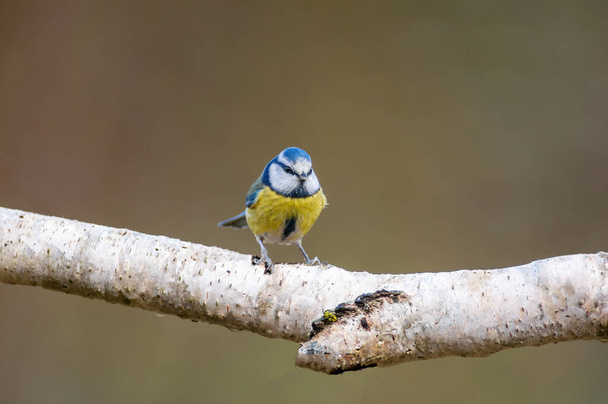 a blue tit sits on a branch - Valokuva, kuva