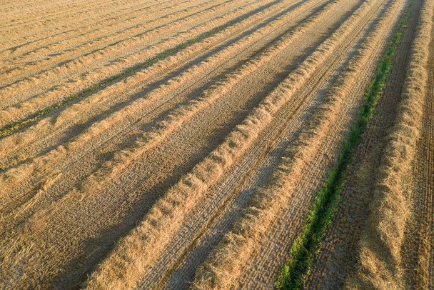 Aerial view of a field prepared for hay harvesting for winter use  - 写真・画像
