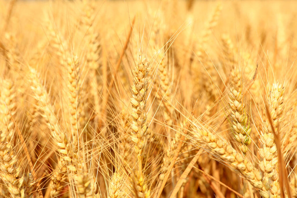 Зрелая пшеница в поле
 - Фото, изображение