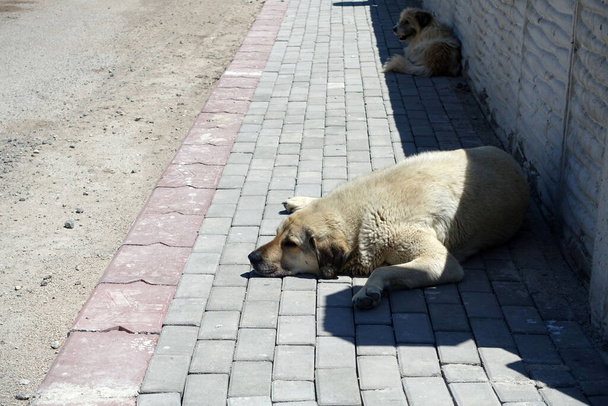stray dogs lying on street pavements, stray dogs in the city, - Foto, Bild