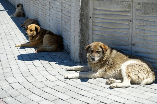 stray dogs lying on street pavements, tired dog breathing fast, - Photo, image