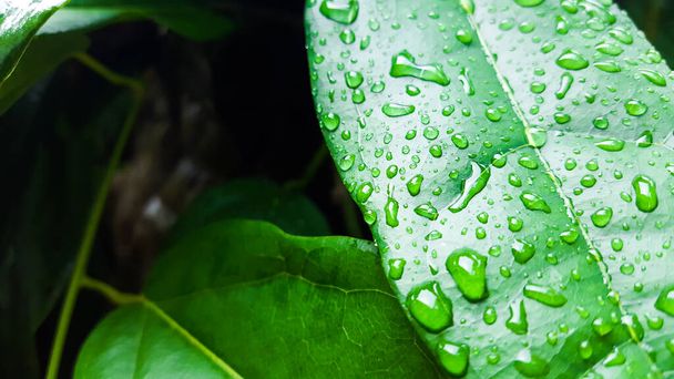 Sulje kirkkaat vesipisarat vihreällä lehdellä - Valokuva, kuva