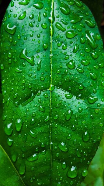 Close up clear water drops on green leaf - Photo, Image