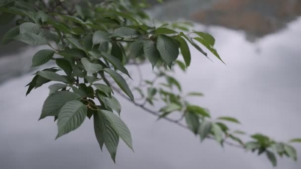 Tokio Plantenbladeren Cinematografische video 2022 - Video