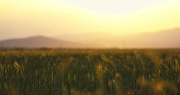 Świeże zielone pole pszenicy na wsi i złote promienie słońca podczas zachodu słońca. Rolnictwo ekologiczne i pola zbóż.  - Materiał filmowy, wideo
