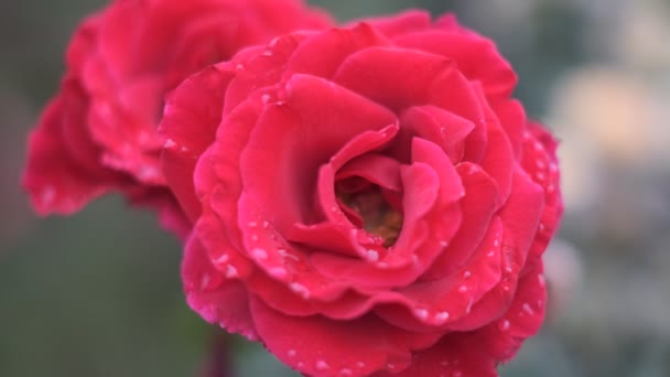 Rózsa virág Mozgókép 2022 - Felvétel, videó