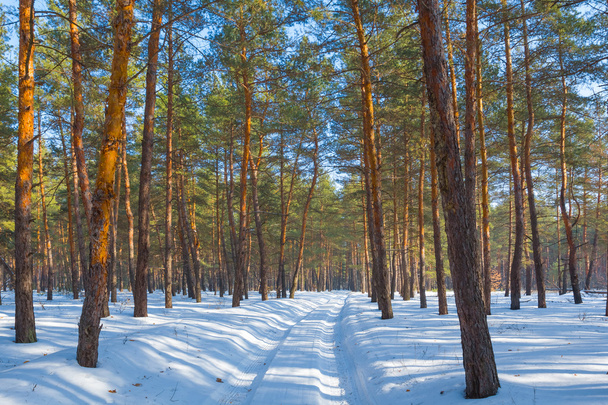 Winter forest at the bright day - Foto, imagen