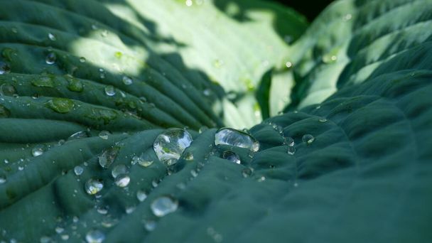 Green leaf with rain drop in jungle. Water drop on leaves. Green leaf texture background with minimal pattern. Large foliage of tropical leaf with dark green texture, abstract nature background. - Photo, Image