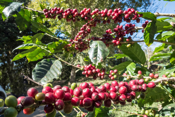 Bacche di caffè mature e crude su ramo di albero di caffè in piantagione di caffè su Doi Chaang. Uno dei migliori prodotti di caffè al mondo nella provincia di Chiang Rai in Thailandia. - Foto, immagini