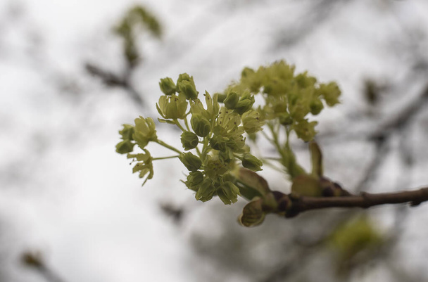 the pale green blossoms of a norway maple in early springtime - Photo, Image