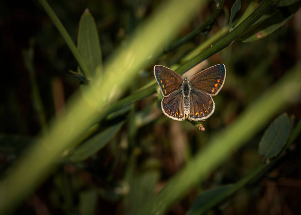 The Brown argus is a small butterfly that is on the wing throughout the summer - Photo, Image