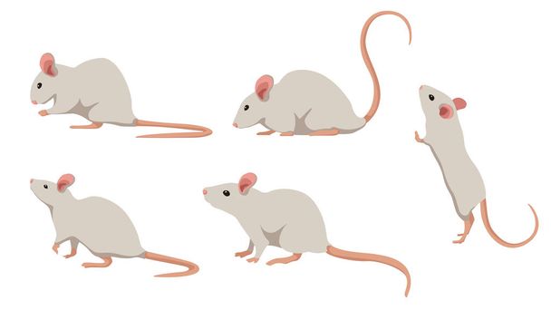 Conjunto de ratón blanco en diferentes ángulos y emociones en un estilo de dibujos animados. Ilustración vectorial de animales herbívoros aislados sobre fondo blanco. - Vector, Imagen