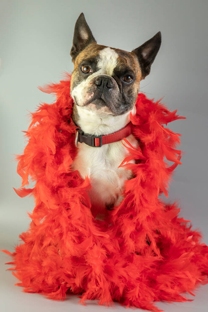 Funny Boston terrier  in a red boa dressed for carnival on a gray background - Photo, Image