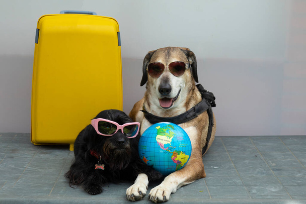 Gran perro amarillo y pequeño perro negro con gafas de sol están listos para el viaje, que son con maleta amarilla, globo. Concepto de viaje con perros. - Foto, Imagen