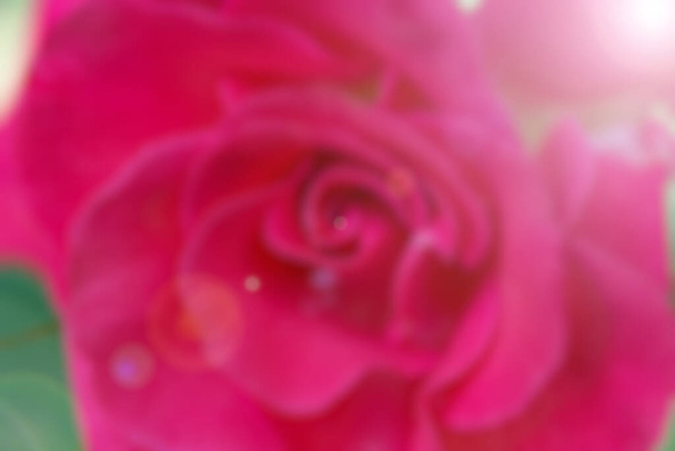 Розмитий фон з рожевого бутона троянд
 - Фото, зображення
