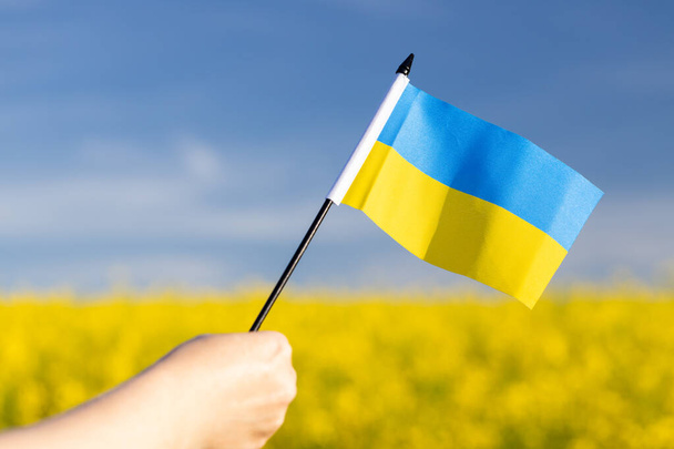 A mão de uma menina segurando a bandeira da Ucrânia sobre os campos de estupro florescendo - Foto, Imagem