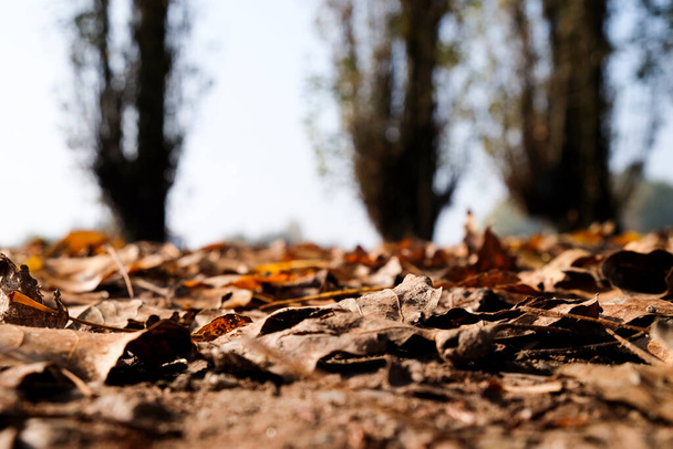 sotobosque de hojas caídas en el fondo de otoño. Foto de alta calidad - Foto, imagen