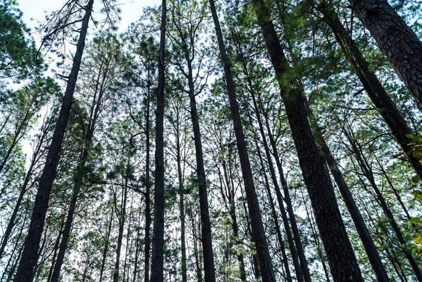 Tip of the pine trees low angle, Perqun park El Salvador  - Zdjęcie, obraz