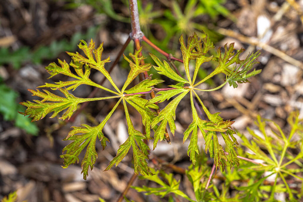Bladeren van Japanse esdoorn (Acer japonicum Green Cascade)  - Foto, afbeelding