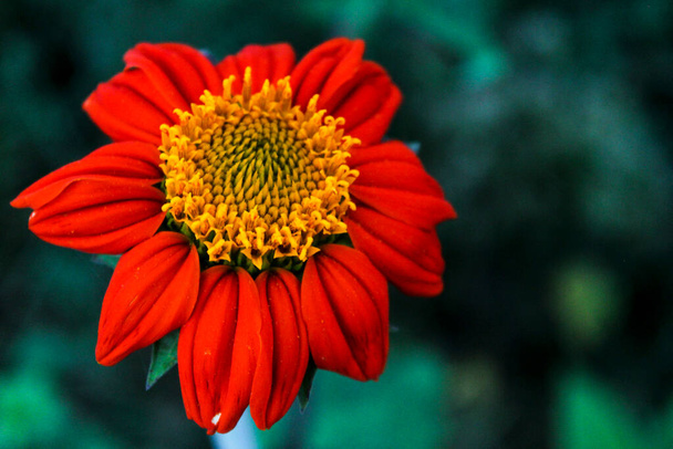 piękny czerwony kwiat na zielonym tle - Zdjęcie, obraz