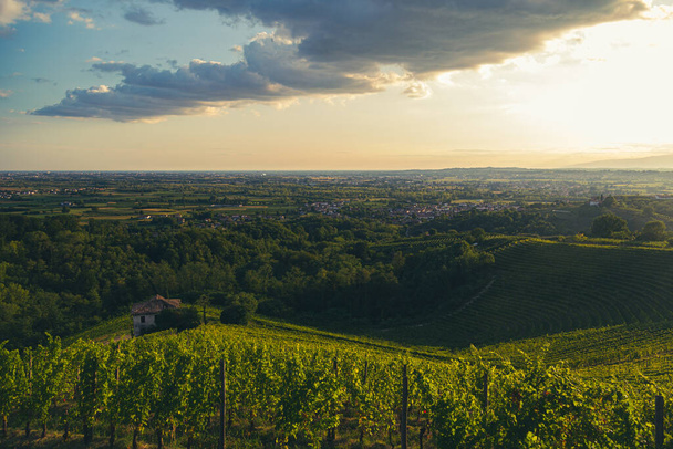 De zon gaat onder boven de wijngaarden van Savorgnano del Torre, Friuli Venezia Giulia, Italië - Foto, afbeelding