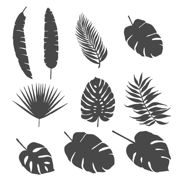 Set of silhouettes of palm leaves and other leaves of exotic trees - Vector, Image