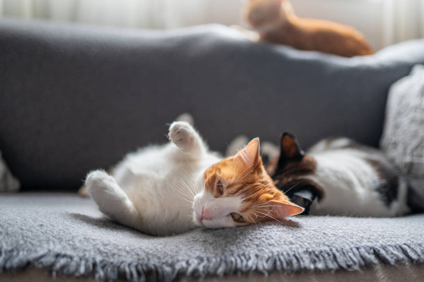 gato marrón y blanco con ojos amarillos acostado en un sofá gris. de cerca - Foto, Imagen