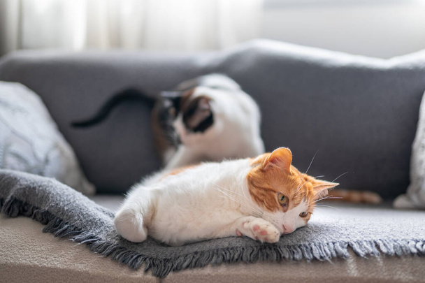 Gri bir kanepede yan yana yatan iki evcil beyaz kedi. Kapat. - Fotoğraf, Görsel