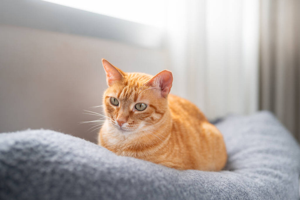 閉めろ。窓の下のソファに緑色の目をした茶色いタビー猫 - 写真・画像