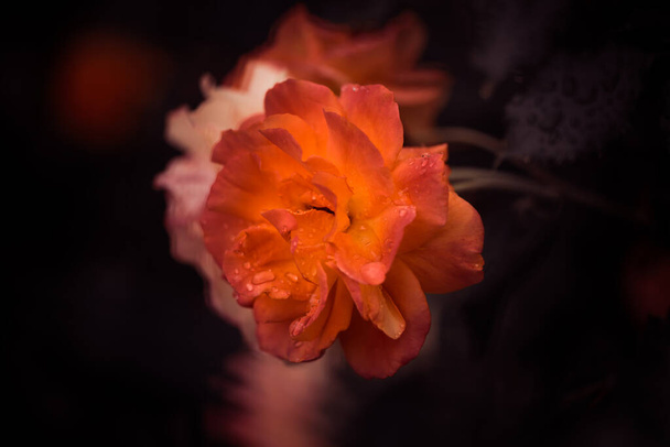 garden rose flower bud closeup with rain drops on petals - Zdjęcie, obraz