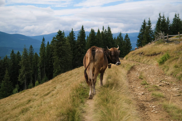 Brown milk cow in a meadow of grass and wildflowers on the road with the Alps in the background. - Fotoğraf, Görsel