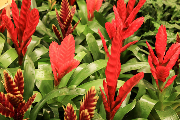 Beautiful and colorful Vriesea Splendens plants in the garden - Photo, Image