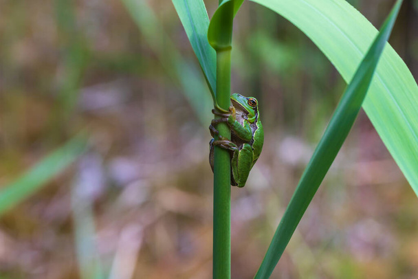 Hyla arborea - зеленая лягушка на стебле дерева. Фон зелёный. На фото хороший боке. Дикое фото - Фото, изображение