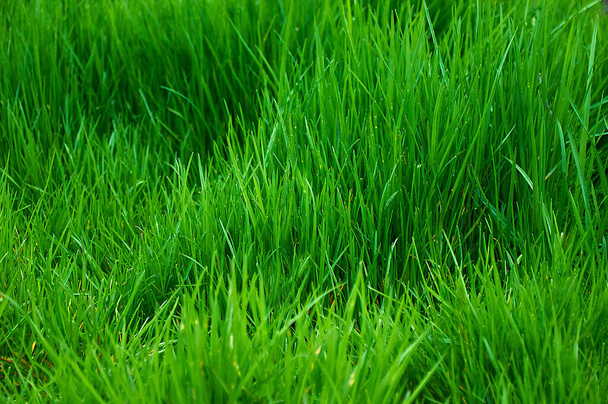 Alto césped verde brillante exuberante. Textura de hierba - Foto, Imagen