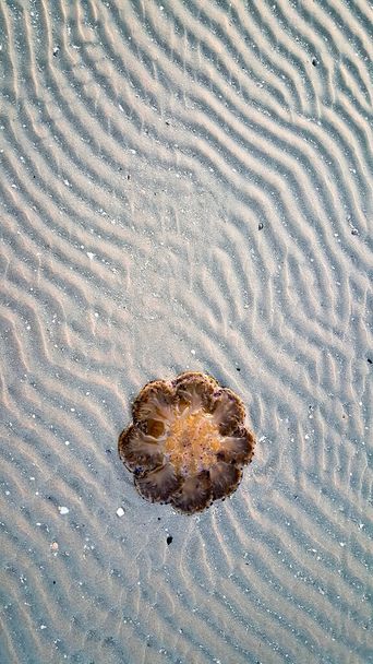 Cotylorhiza tuberculata ou Cassiopea Mediterranea na praia do mar Adriático, na Itália. Foto de alta qualidade - Foto, Imagem