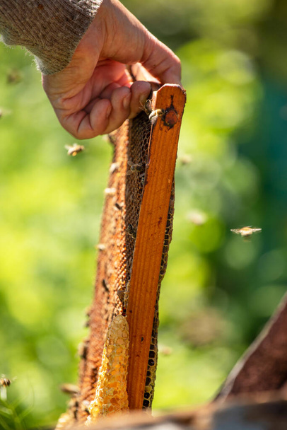 A méhész egy méhecskét tart a méhekkel és a mézzel a kezével és egy elmosódott zöld háttérrel. Apiterápia - Fotó, kép