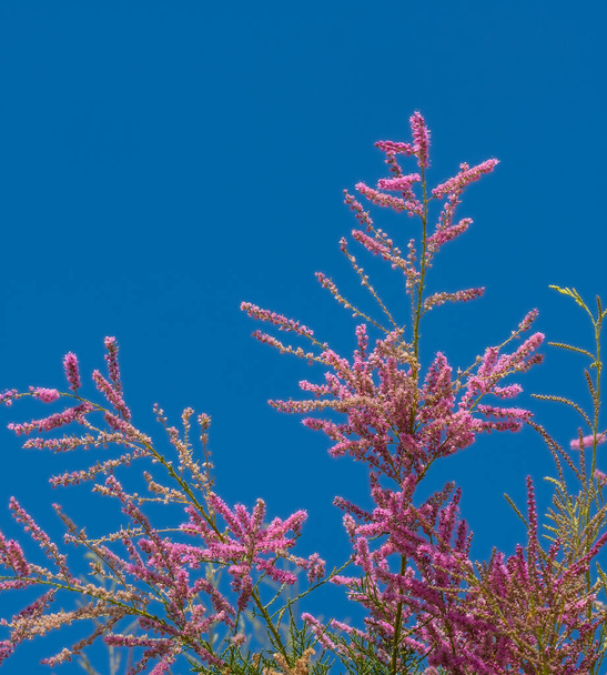 Tamarix plant with pink flowers. Close-up. Selective focus. Natural background with place for your text - Photo, Image