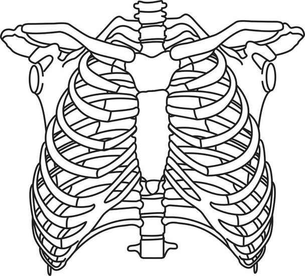 esqueleto da caixa torácica humana sobre fundo branco. osso do peito - Vetor, Imagem