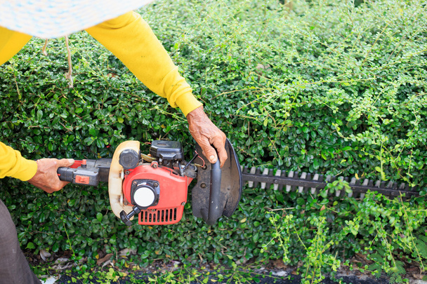 A man trimming hedge at the street - Foto, Imagen