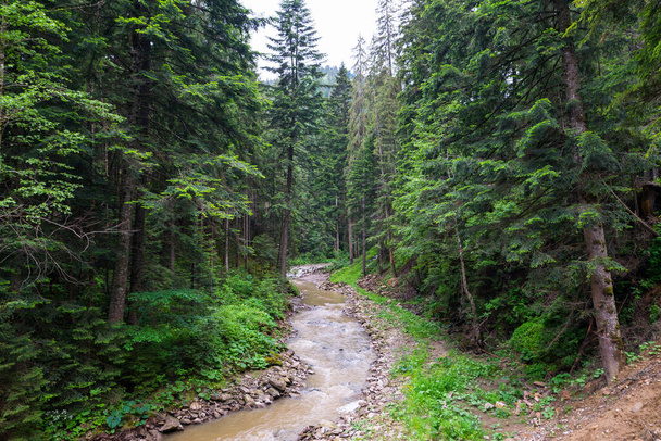 Rivier in de bergen. Rivier in het midden van het bos. Muddy rivier na zware regenval in de Oekraïense Karpaten. - Foto, afbeelding