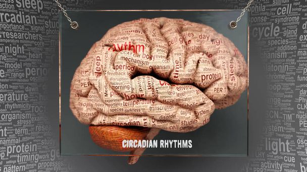 Cirkadiánní rytmy v lidském mozku - desítky pojmů popisujících jeho vlastnosti namalované na mozkové kůře, které symbolizují jeho spojení s myslí., 3D ilustrace - Fotografie, Obrázek