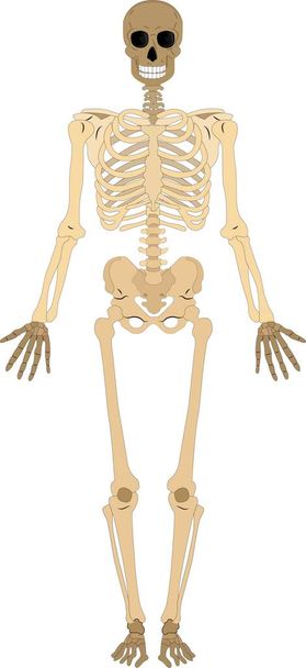 Menschlicher Körper und Skelettsystem. medizinisch korrekte Darstellung des menschlichen Skeletts. Lehrmaterialien zur Anatomie. Vektorillustration - Vektor, Bild
